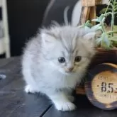 サイベリアン【福岡県・女の子・2025年9月23日・シルバータビー&ホワイト】の写真4