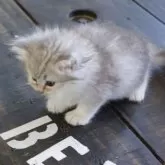 サイベリアン【福岡県・女の子・2025年9月23日・シルバータビー&ホワイト】の写真5