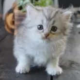 サイベリアン【福岡県・女の子・2025年9月23日・シルバータビー&ホワイト】の写真6