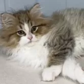 サイベリアン【福岡県・男の子・2024年11月18日・ブラウンタビー&ホワイト】の写真2