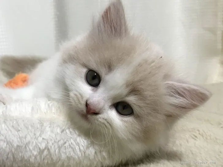 ID:2010-01164の子猫