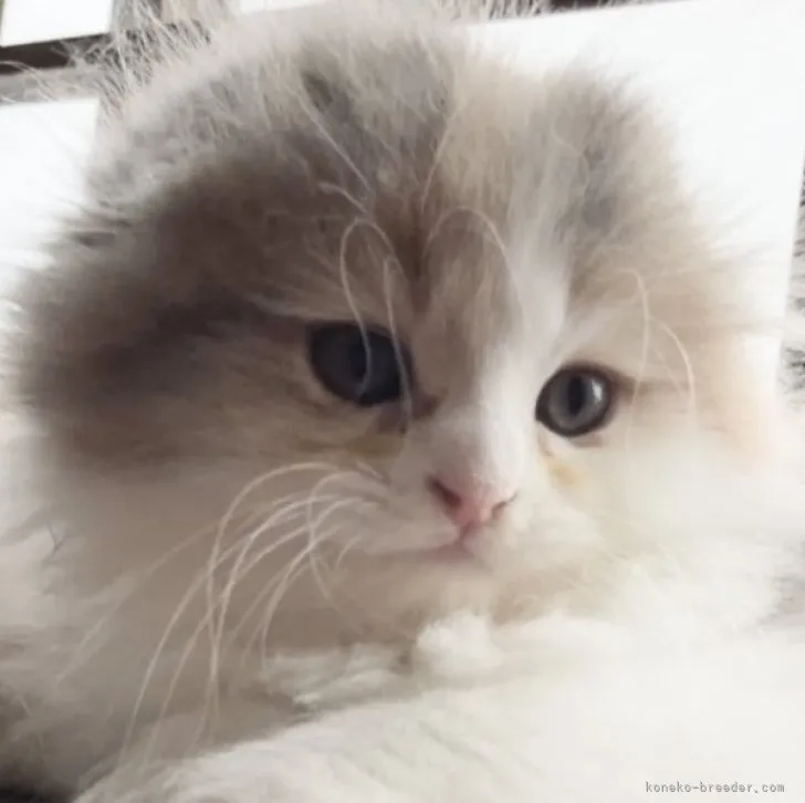 ID：2305-01085の子猫