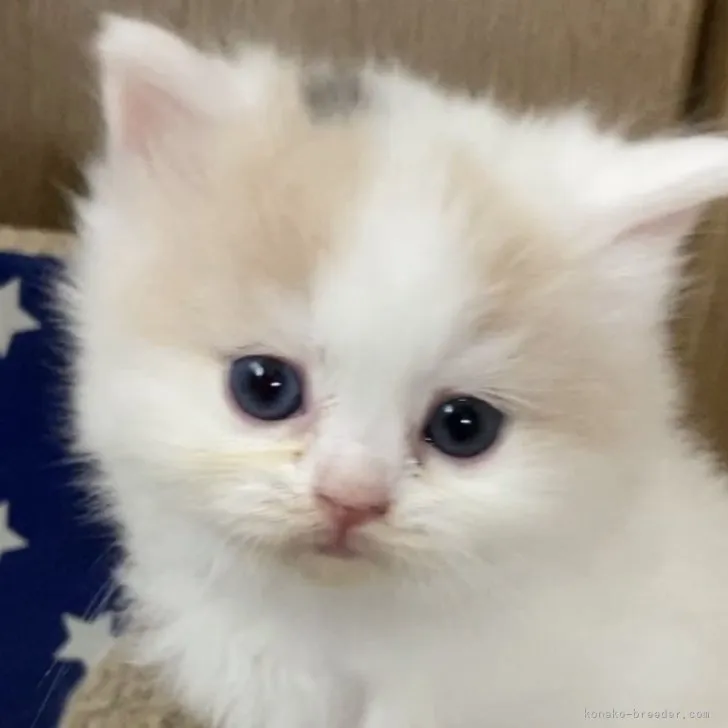 ID:2305-01086の子猫