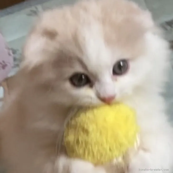 ID：2306-01980の子猫