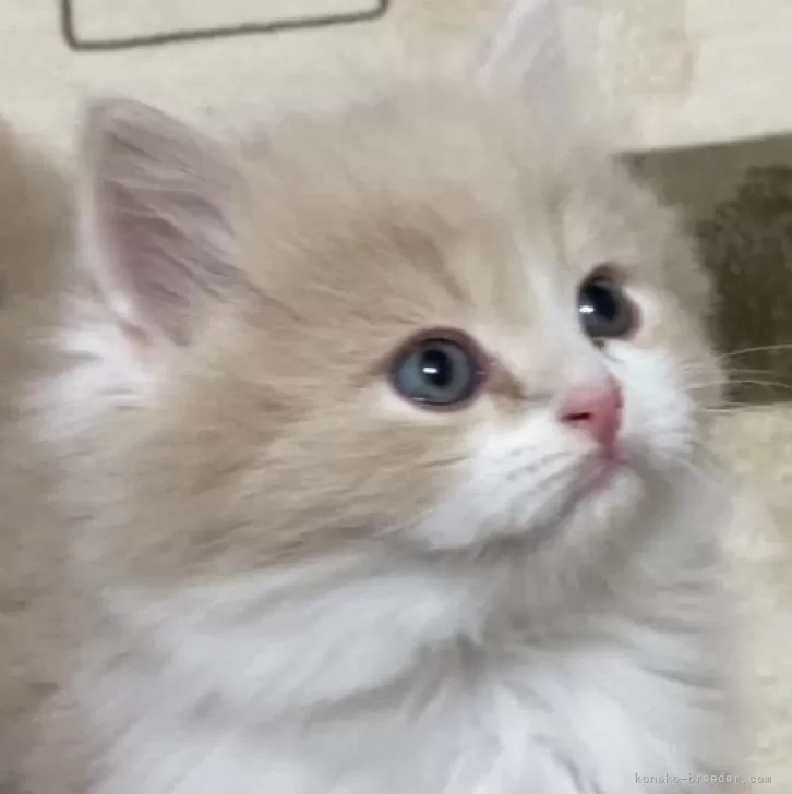 ID:2312-02283の子猫