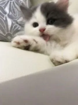ID:2110-01150の子猫