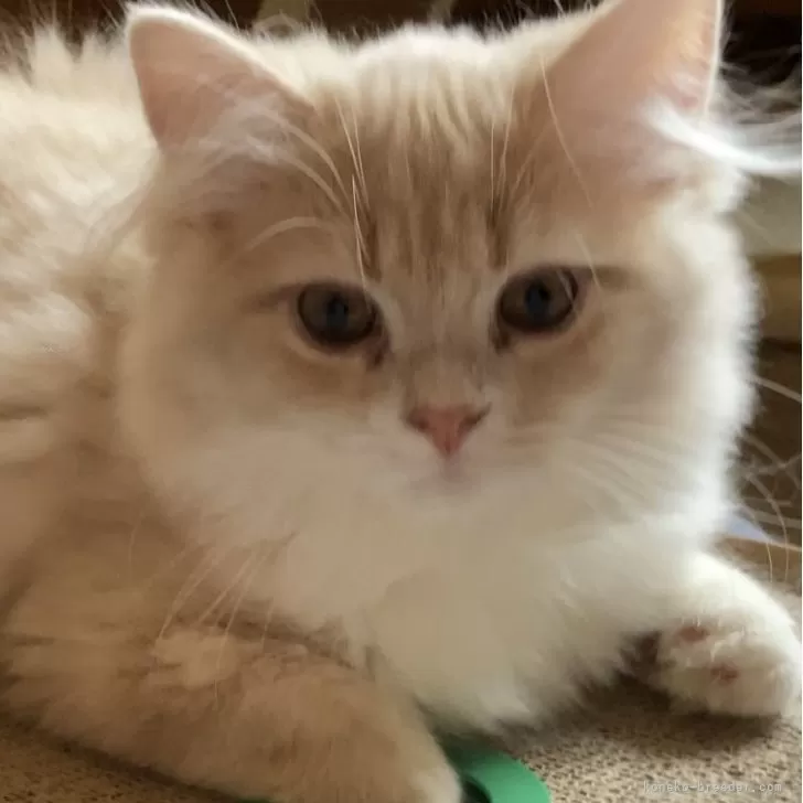 ID:2407-00177の子猫