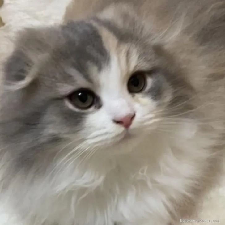 ID:2211-01392の子猫