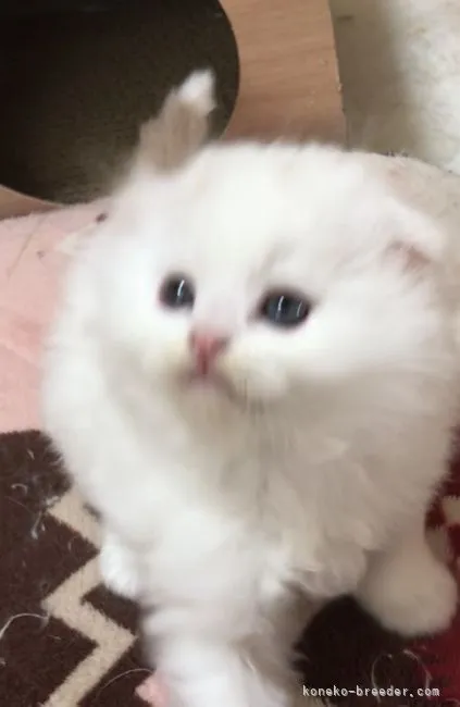 ID:2205-01600の子猫