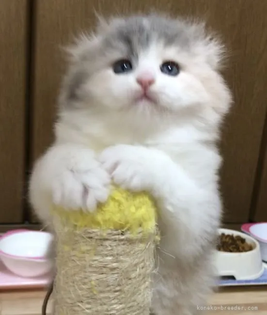 ID:2203-00915の子猫