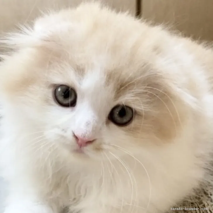 ID:2305-01255の子猫