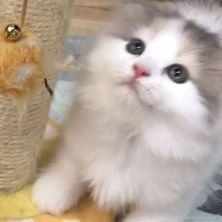 ID：2208-01202の子猫