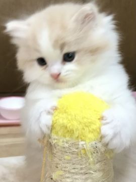 スコティッシュフォールド(立ち耳)【大阪府・男の子・2021年10月24日・クリーム&ホワイト】の写真「とっても可愛い立ち耳の男の子です💕　」