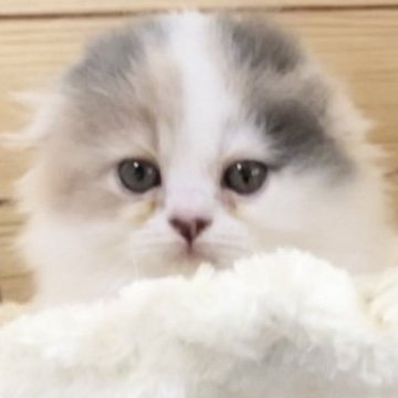 スコティッシュフォールド(折れ耳)【大阪府・女の子・2023年5月10日・ダイリュートキャリコバン（ロングヘアー）】の写真「🌼長女ちゃん🐱女の子らしく可愛いです❣️🌼」