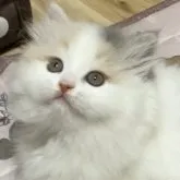 スコティッシュフォールド(立ち耳)【大阪府・女の子・2023年3月10日・ダイリュートキャリコ】の写真1「よろしくお願いします🐱❣️」