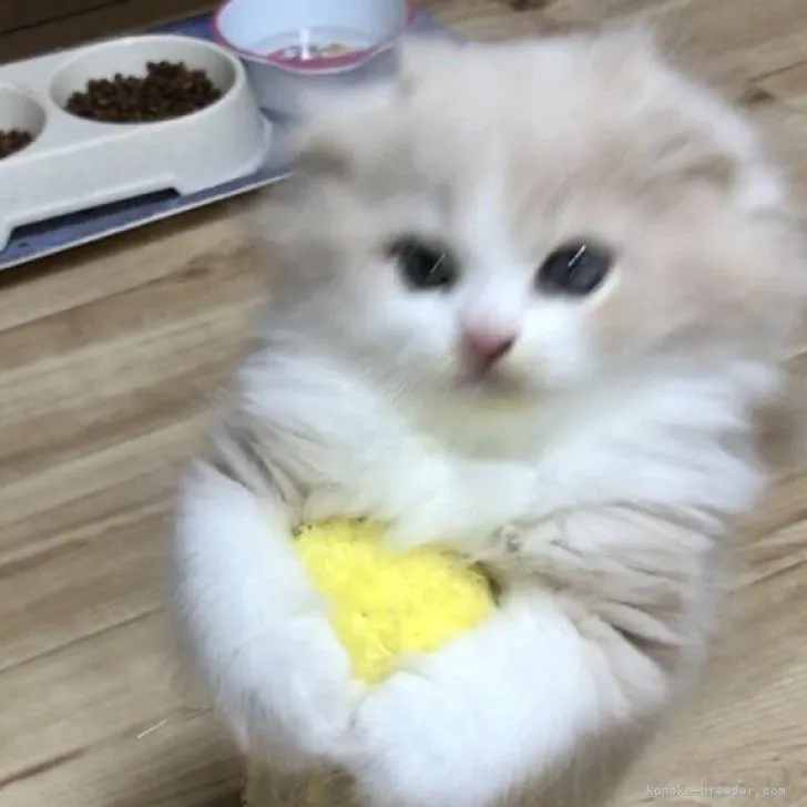 ID：2209-01144の子猫