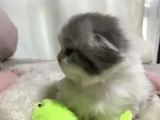 スコティッシュフォールド(折れ耳)【大阪府・男の子・2021年1月8日・ブルー&ホワイト】の写真3