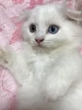 スコティッシュフォールド(折れ耳)【大阪府・男の子・2021年6月2日・クリーム&ホワイト】の写真3