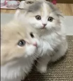 スコティッシュフォールド(折れ耳)【大阪府・女の子・2023年11月25日・ダイリュートキャリコ】の写真4「1/19」