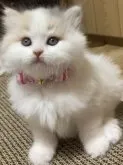 スコティッシュフォールド(立ち耳)【大阪府・女の子・2023年3月10日・ダイリュートキャリコ】の写真5「首輪着けても可愛い🐱❣️」