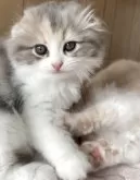 スコティッシュフォールド(折れ耳)【大阪府・女の子・2025年7月23日・ダイリュートキャリコ】の写真14