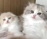 スコティッシュフォールド(折れ耳)【大阪府・女の子・2025年7月23日・ダイリュートキャリコ】の写真15