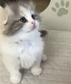 スコティッシュフォールド(折れ耳)【大阪府・女の子・2025年7月23日・ダイリュートキャリコ】の写真8