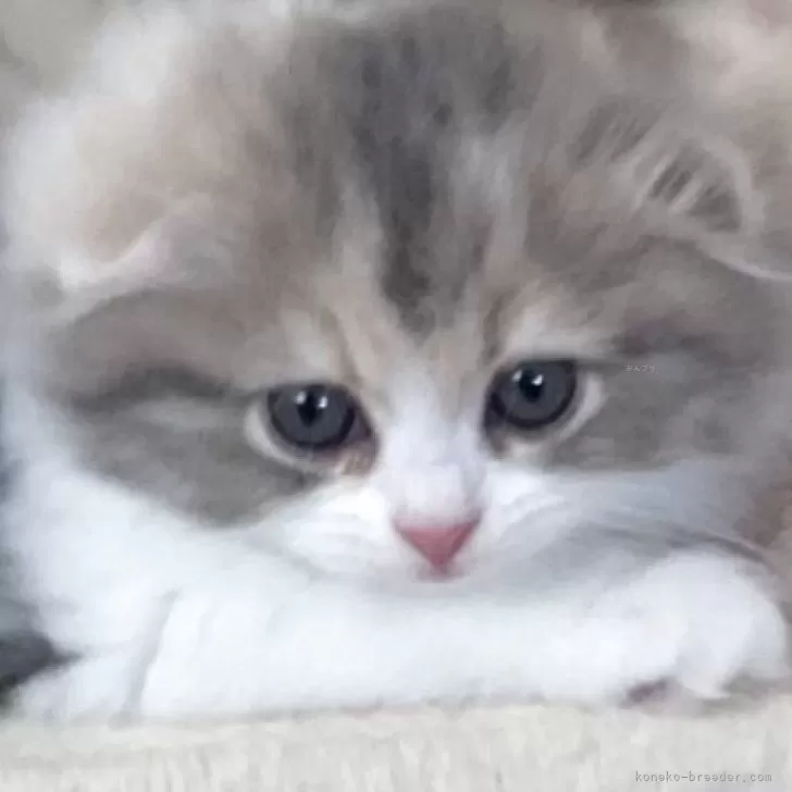 ID：2508-02746の子猫