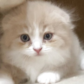 スコティッシュフォールド【大阪府・男の子・2025年4月16日・クリーム&ホワイト（ロング）】の写真「🌼長男くん🐱とっても可愛い男の子です❣️🌼」