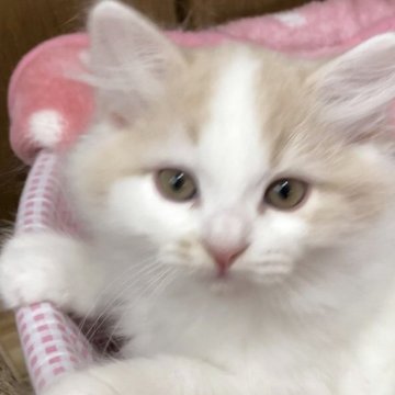 スコティッシュフォールド(立ち耳)【大阪府・男の子・2025年9月4日・クリーム&ホワイトバン（ロングヘアー）】の写真「🍁長男くん🐱とっても可愛い男の子です❣️🍁」