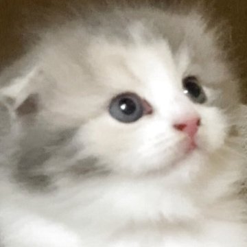 スコティッシュフォールド(折れ耳)【大阪府・女の子・2025年4月16日・ダイリュートキャリコ（ロング）】の写真「🌼長女ちゃん🎀とっても可愛い女の子です❣️🌼」