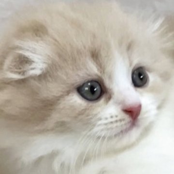 スコティッシュフォールド(折れ耳)【大阪府・男の子・2025年7月23日・クリーム&ホワイト（ロングヘアー）】の写真「🌟次男くん🐱とっても可愛い男の子です❣️🌟」