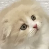 スコティッシュフォールド(折れ耳)