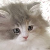 スコティッシュフォールド(立ち耳)