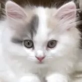 スコティッシュフォールド(立ち耳)