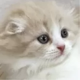 スコティッシュフォールド(折れ耳)