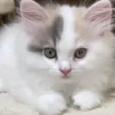 スコティッシュフォールド(立ち耳)