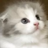 スコティッシュフォールド(折れ耳)