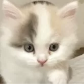 スコティッシュフォールド(立ち耳)