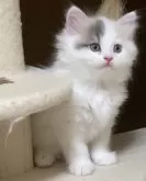 スコティッシュフォールド(立ち耳)【大阪府・女の子・2025年4月16日・ダイリュートキャリコバン】の写真3