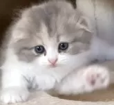 スコティッシュフォールド(折れ耳)【大阪府・女の子・2025年7月23日・ダイリュートキャリコ】の写真4