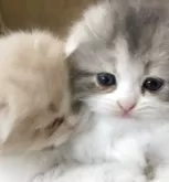 スコティッシュフォールド(折れ耳)【大阪府・女の子・2025年7月23日・ダイリュートキャリコ】の写真5