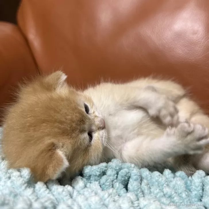 ID:2403-02245の子猫