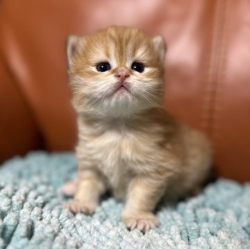 ブリティッシュショートヘア【群馬県・男の子・2024年3月1日・ゴールデン】の写真「超可愛い丸顔❤️」