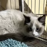 ラグドール【群馬県・男の子・2023年8月2日・シール/ポイント/バイカラー】の写真1