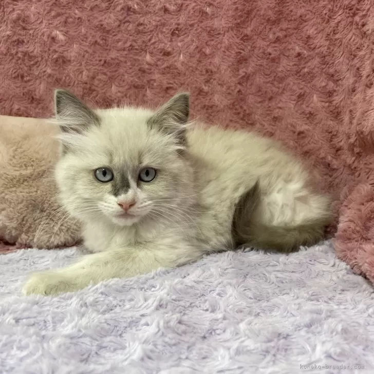 ID:2402-01277の子猫