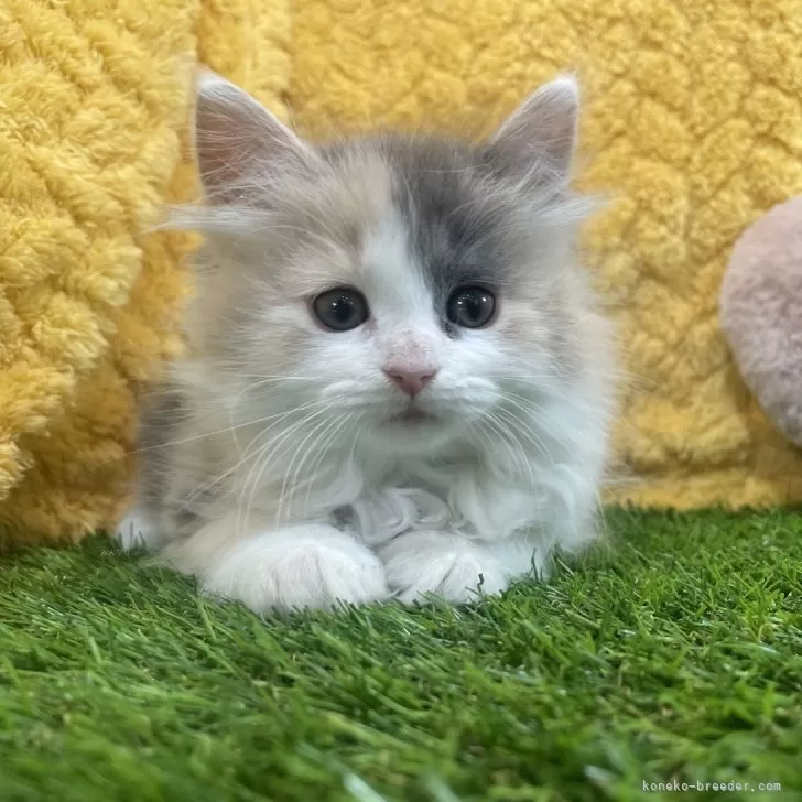 ID：2501-00632の子猫