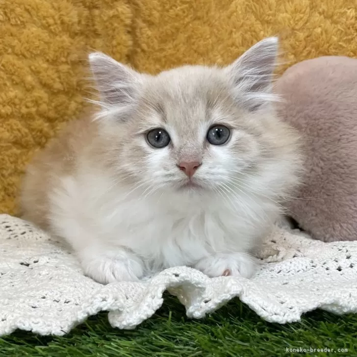 ID：2504-00265の子猫