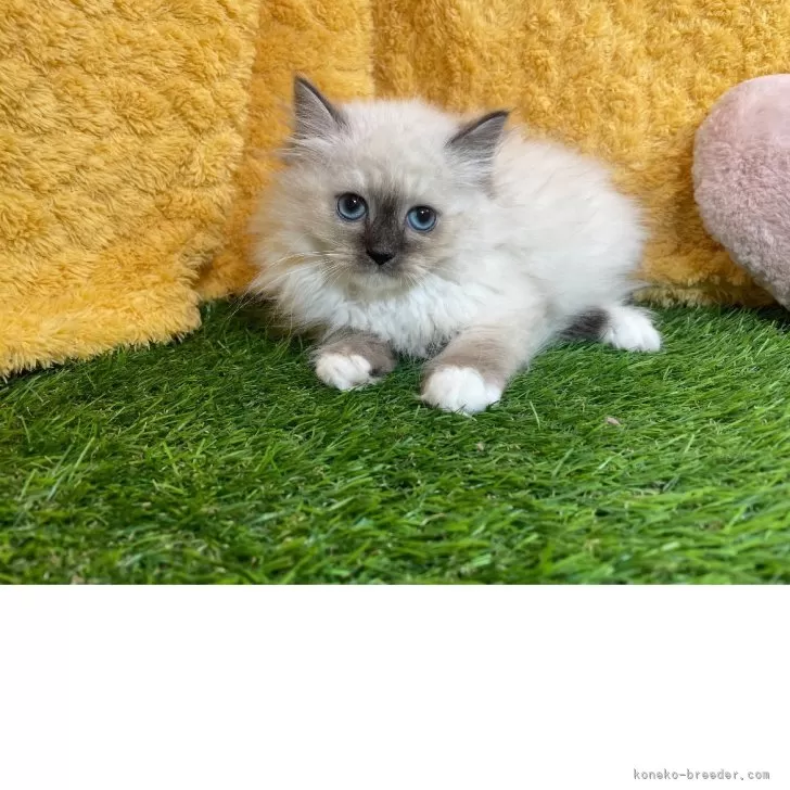 ID:2506-00794の子猫