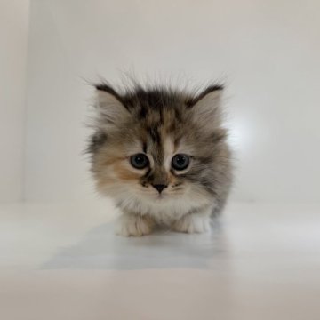 サイベリアン【広島県・女の子・2025年10月11日・キャリコ】の写真「モフモフキュート女の子⭐︎当社管理番号100107」